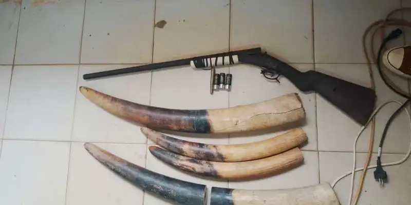 Kango : trois suspects arrêtés pour trafic d'ivoire